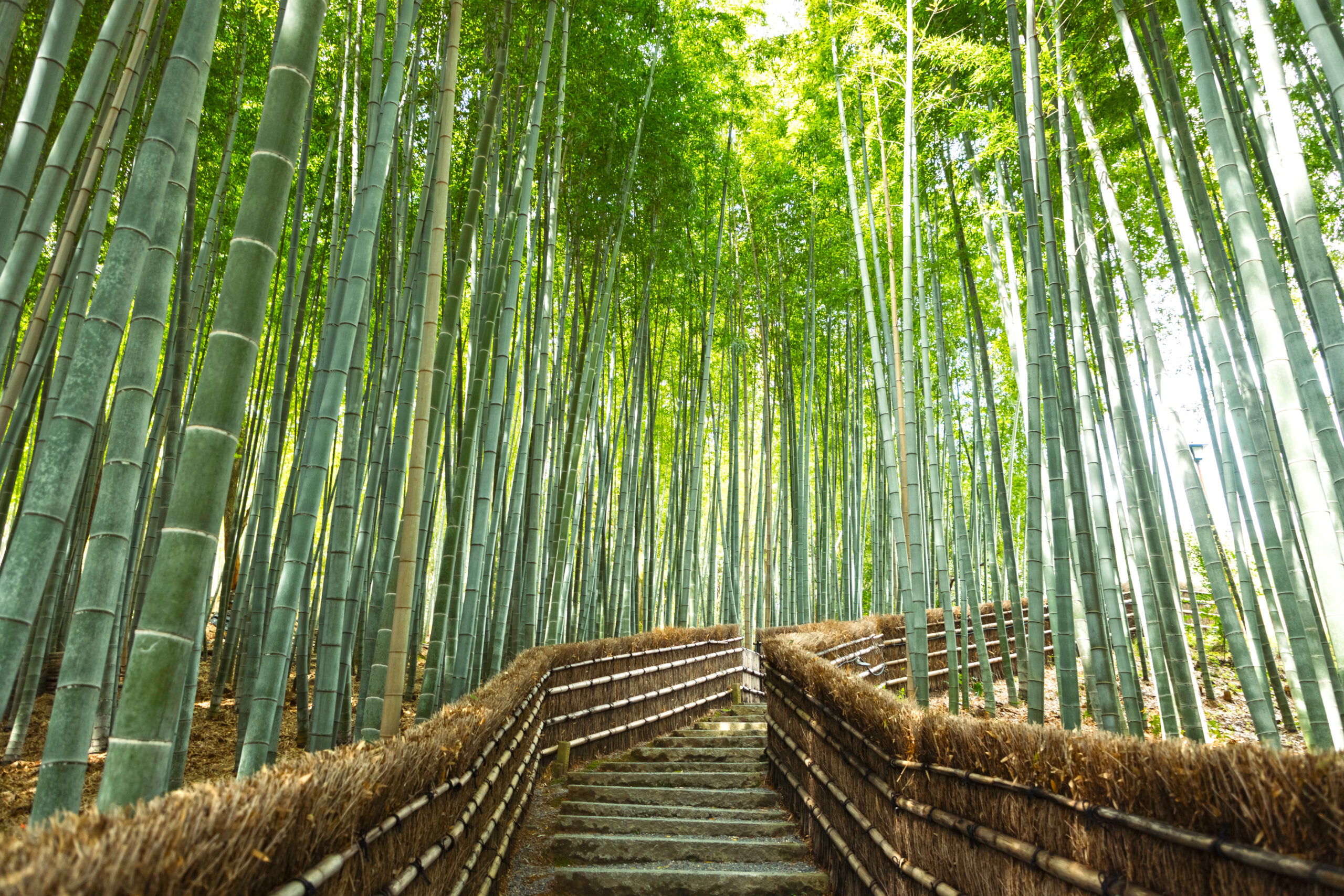 嵐山・嵯峨野
